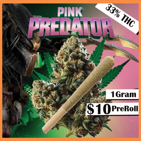PINK PREDATOR 1G IND PRE-ROLL